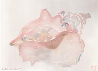 © Kate Schelter LLC 2022 | CONCH SHELL by Kate Schelter