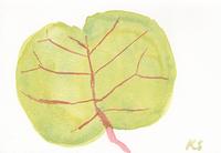© Kate Schelter LLC 2023 | Harbour Island Sea Grape Leaf by Kate Schelter