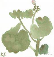 © Kate Schelter LLC 2023 | Pink geranium bud by Kate Schelter