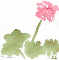 © Kate Schelter LLC 2022 | Pink geranium front by Kate Schelter