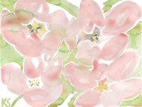 © Kate Schelter LLC 2024 | Pink Tulips by Kate Schelter