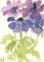© Kate Schelter LLC 2023 | Purple anemone by Kate Schelter