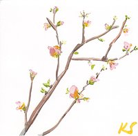 © Kate Schelter LLC 2022 | QUINCE BLOSSOM by Kate Schelter