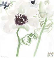 © Kate Schelter LLC 2022 | White anemone by Kate Schelter