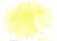 © Kate Schelter LLC 2023 | Yellow dahlia by Kate Schelter